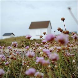 Close-up of flowering plants on field