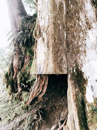 Close-up of tree trunk