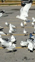 Birds on railing