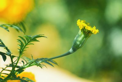 Close-up of yellow flowering plant