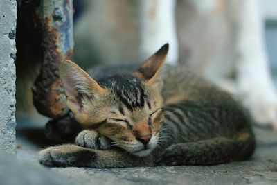 Close-up of stray cat sleeping on footpath
