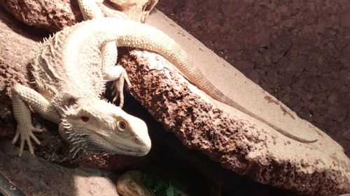 High angle view of a lizard