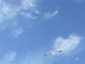 Low angle view of seagulls flying in sky