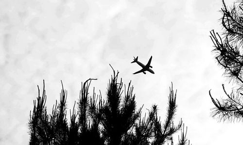 Low angle view of trees against sky