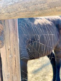 Close-up of spider web