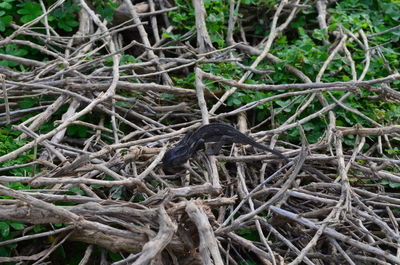 Close-up of lizard on ground