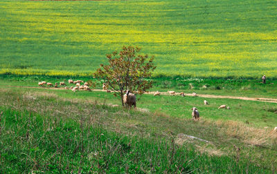 Scenic view of sheep on grassy field