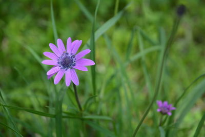 Close-up of pink flowering plant on field