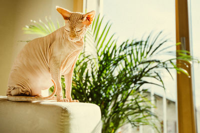 Close-up of sphynx hairless cat sitting on sofa