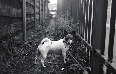 Dog standing on pathway amidst fences