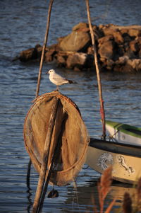 Close-up of birds on boat