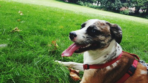Dog on grassy field