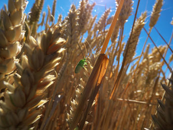 Close-up of insect on plant