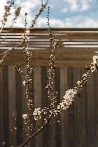 Close-up of flowering plant against building