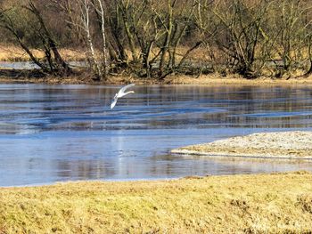 Bird flying over a lake