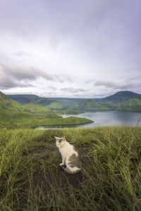 View of a cat on grass