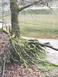 Close-up of plants against blurred water