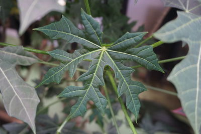 Close-up of fresh green leaves on plant