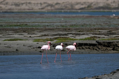 View of birds on beach