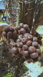 Close-up of pine cone on tree