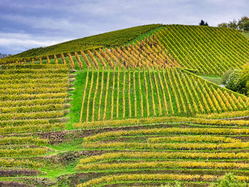 Scenic view of agricultural field against sky