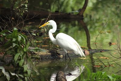 White heron in lake