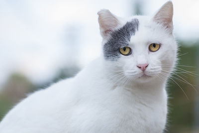 Close-up portrait of white cat