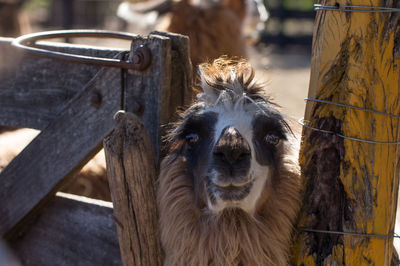 Close-up of llama