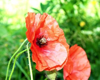 Close-up of red poppy flower