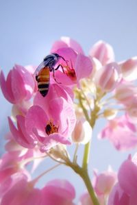 Close-up of bee pollinating on pink flower