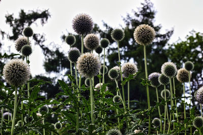 Close-up of thistle flowers on field