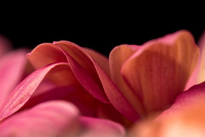 Close-up of flower blooming against black background