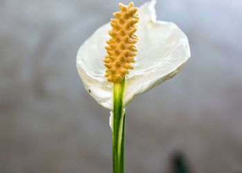 Close-up of flower against blurred background