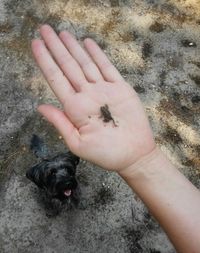 Close-up of hand holding dog