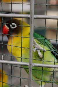 Close-up of parrot in cage