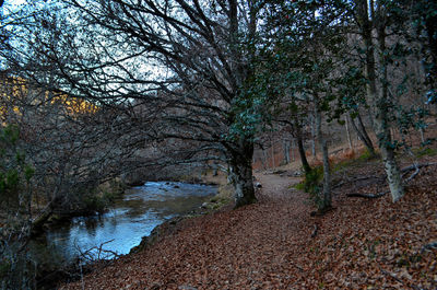 Trees growing by river in forest