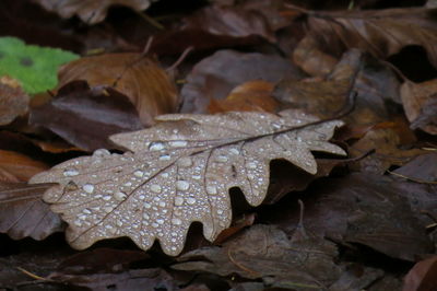 Close-up of dry maple leaves on land