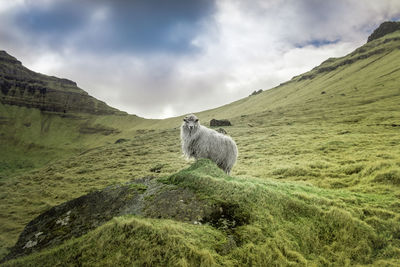 Sheep standing on green landscape against sky