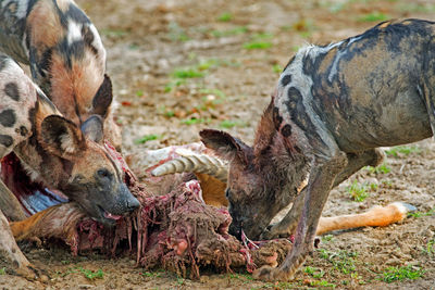 Close-up of africa can hunting dog eating