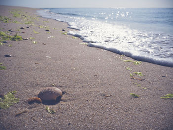 Surface level of sandy beach