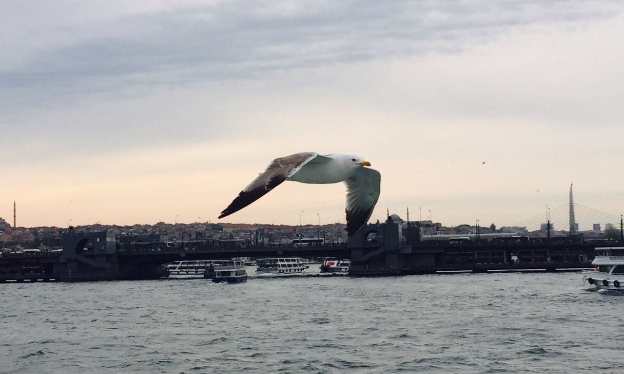 sky, water, architecture, built structure, building exterior, animal themes, animal, vertebrate, bird, sea, animals in the wild, nature, cloud - sky, animal wildlife, waterfront, city, flying, one animal, no people, outdoors, cityscape, seagull