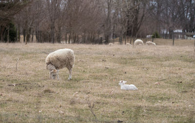 Sheep in a field