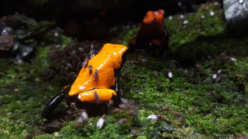 Close-up of orange crab on field