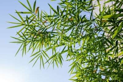 Low angle view of bamboo tree against sky