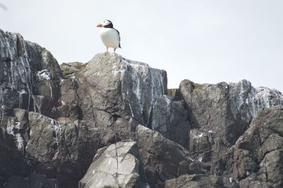 Low angle view of bird perching on rock against sky