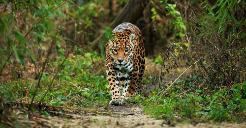 Portrait of tiger