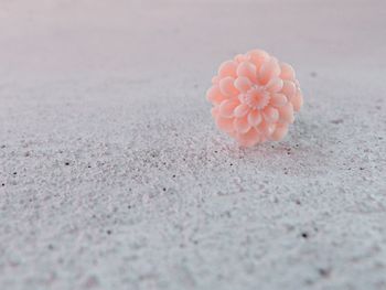 Close-up of multi colored flower on sand