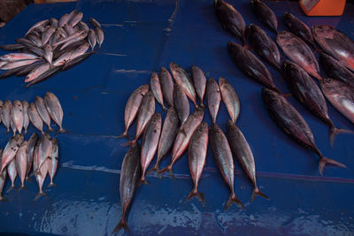 High angle view of fish for sale at market