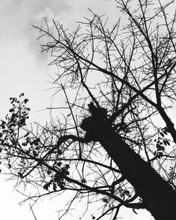 Low angle view of silhouette bare tree against sky