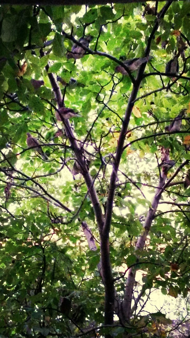 tree, growth, branch, green color, leaf, nature, beauty in nature, low angle view, tranquility, full frame, freshness, backgrounds, lush foliage, day, outdoors, green, no people, forest, sunlight, close-up